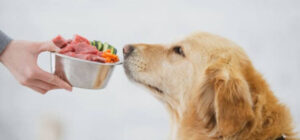 Is warm food bad for dogs?